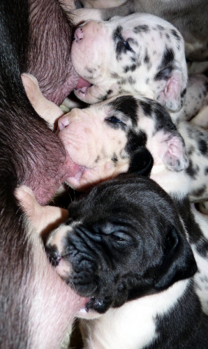 Doggenwelpen an der Mutter