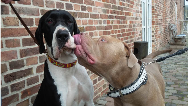 Dogge Jana mit Listenhund