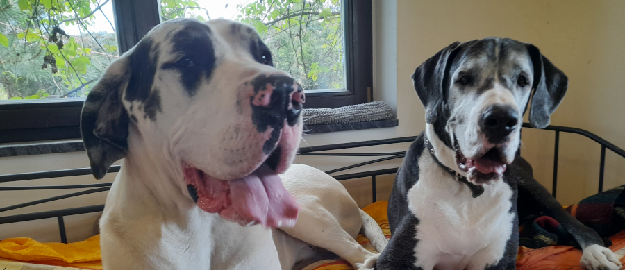 Deutsche Dogge Generationen