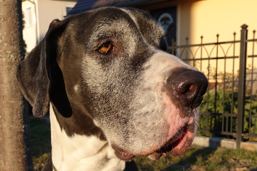 Deutsche Dogge Indra mit wenig Belefzung