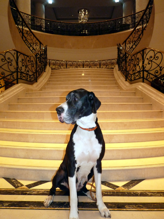 Seniordogge Indra im Ritz Carton Berlin