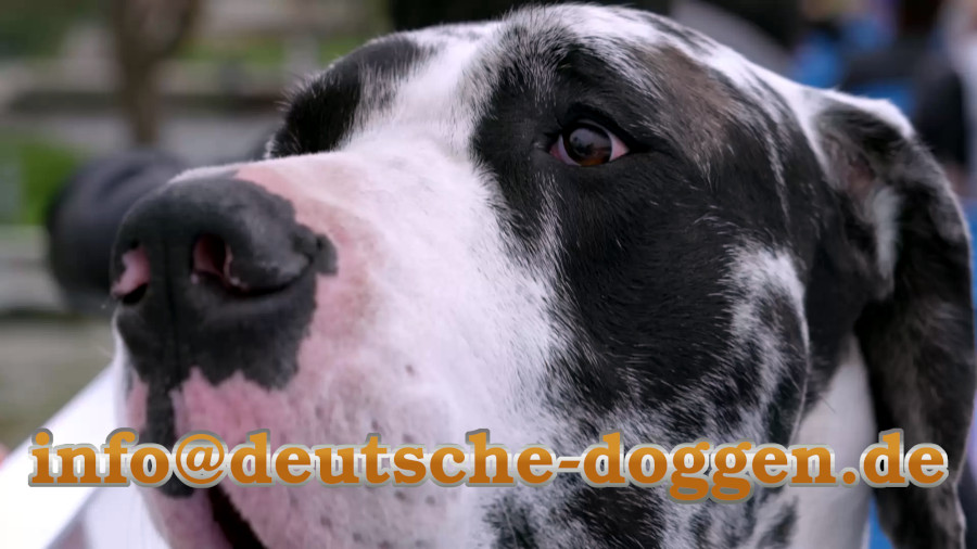 >Nino vom Gehrensee - Deutsche Dogge