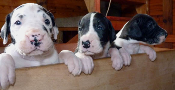 Deutsche Dogge Welpen Portrait