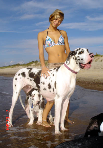 Deutsche Doggen Hektor und Gina