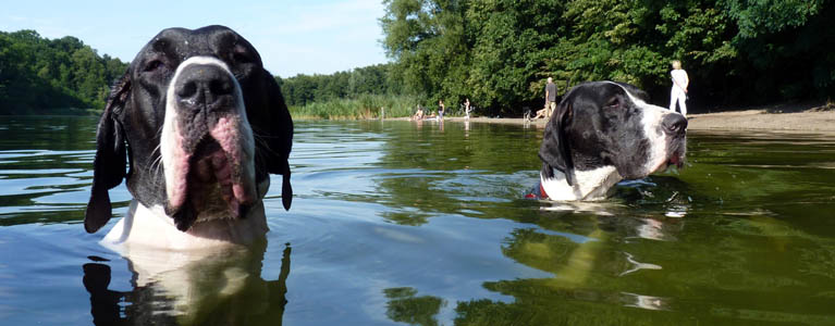 Bei 39 Grad lieben auch Deutsche Doggen das Wasser