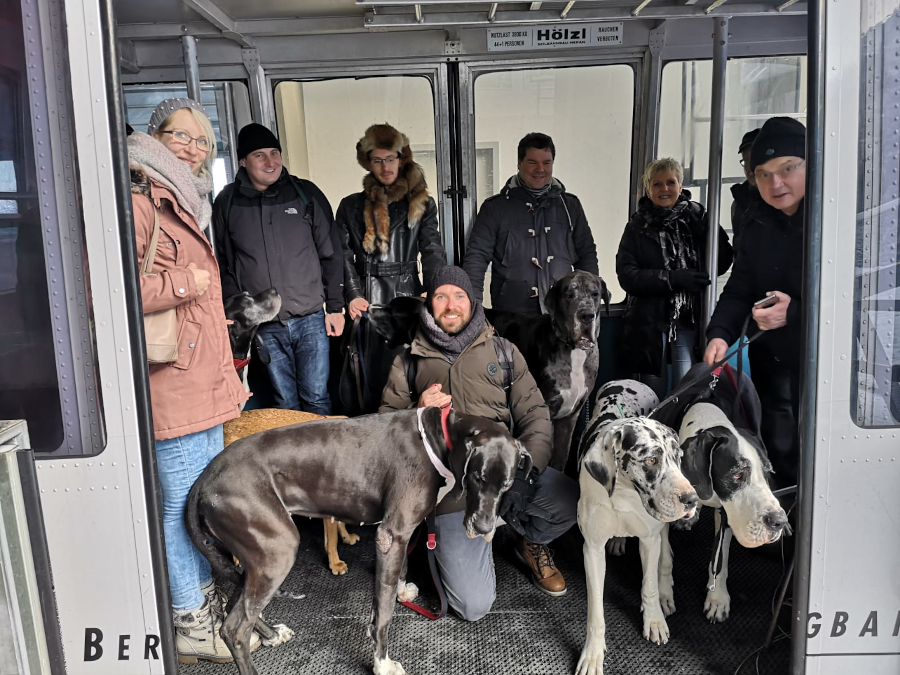Deutsche Doggen in der Tegelbergbahn