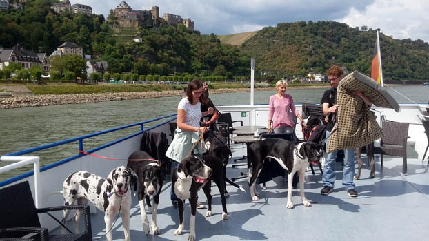Deutsche Doggen auf dem Rhein