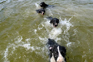 Doggen Welpen beim Schwimmen im Rudel