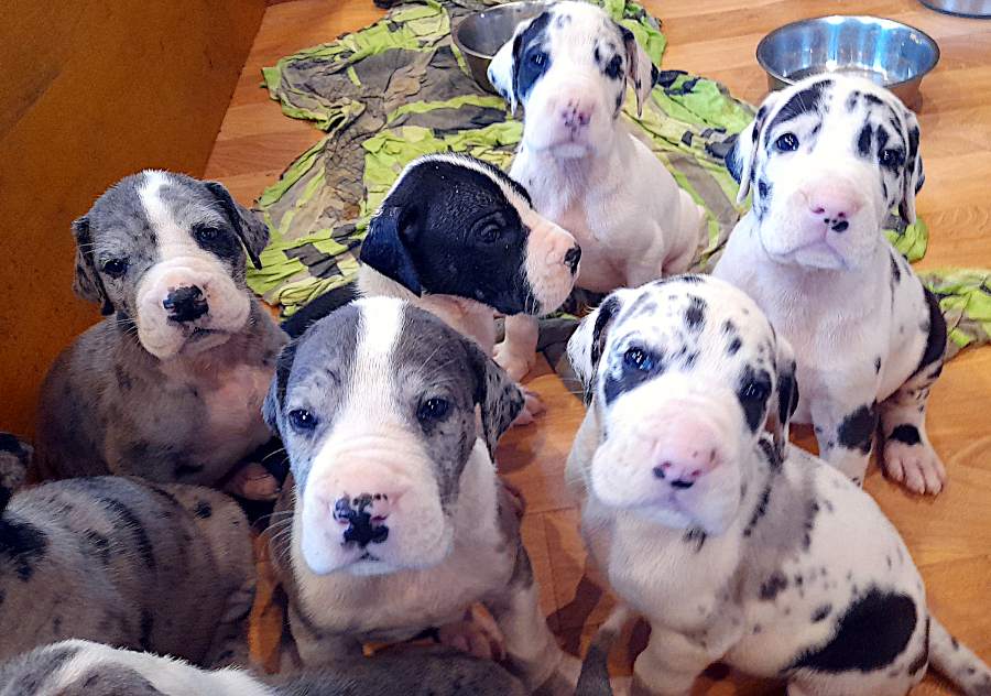 Deutsche Dogge  Harlekinwelpen