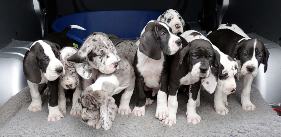 Deutsche Dogge  Welpen