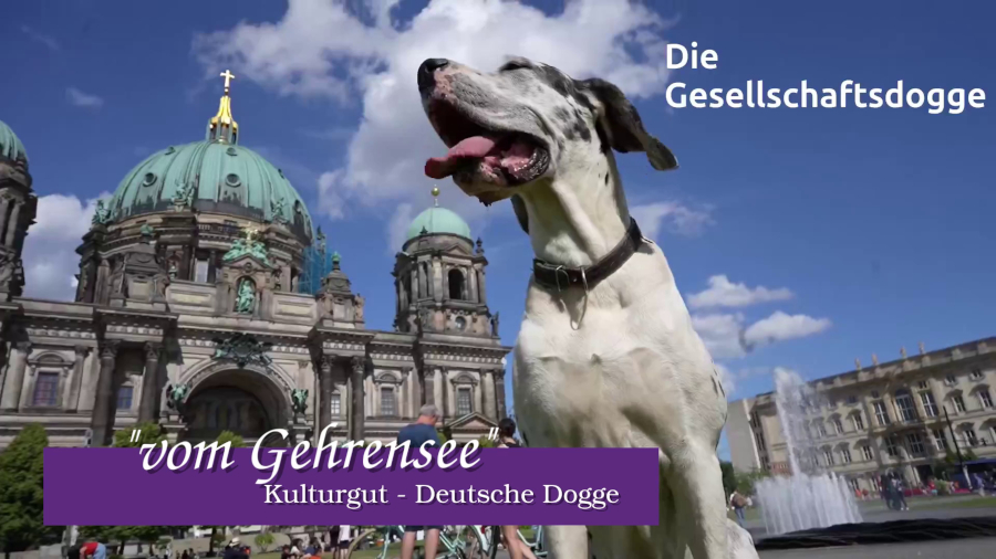 Gesellschaftsdogge
