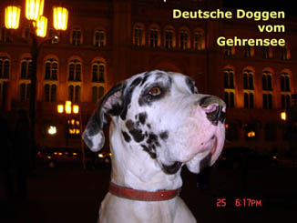 Deutsche Dogge Gina
