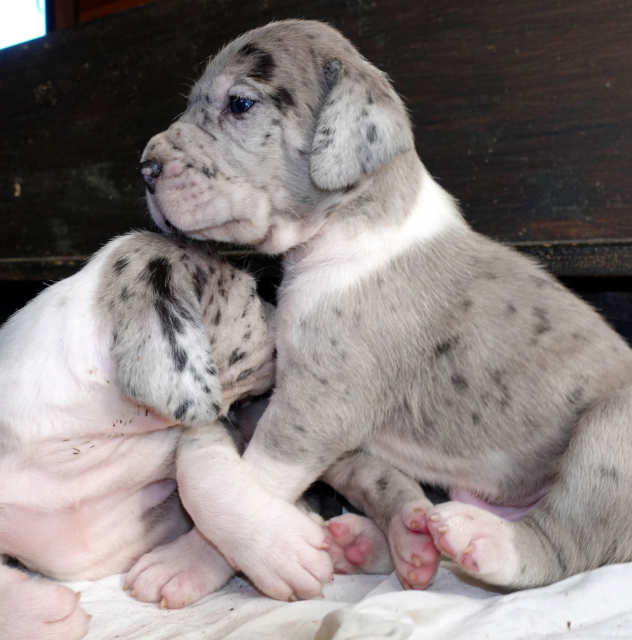 Grautigerwelpe- gefleckte Deutsche Dogge