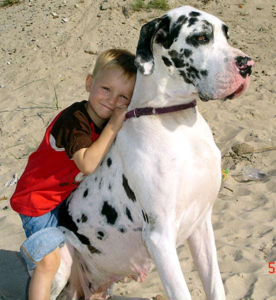Harlekindogge Gina mit Tom