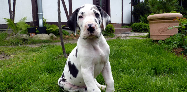 Deutsche Dogge - Ruede Jaro