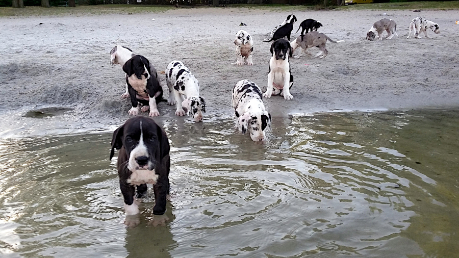 Deutsche Dogge  Harlekinwelpen